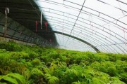 种植什么赚钱
:大棚种植，现在种什么最赚钱？