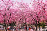 云南鲜花
:为什么昆明的鲜花那么便宜？