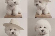 卷毛比雄犬
:比熊都是卷毛吗？为什么呢？