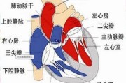 鱼有没有心脏
:为什么人只有一个心脏，却有两个心房？