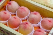 阳山水蜜桃
:阳山水蜜桃到底有多好吃？