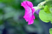 陌上花是什么意思(陌上花开是啥意思)