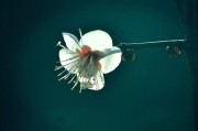 女神节文案
:女神节朋友圈文案怎么发？