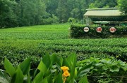 卖茶叶赚钱吗
:茶好挣钱吗？