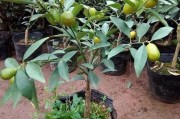 橘子品种
:在室内想种植盆栽的橘子可以吗？什么品种好？