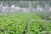 大棚菜
:大棚菜和自然条件生长的菜有什么区别吗？