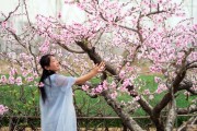 桃树开花(桃树开花是什么季节)