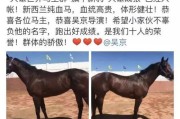 新浪微博秒过认证v(闲鱼新浪微博认证不了)