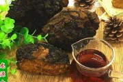 桦树茸的作用与功效(桦树茸的作用与功效及禁忌)