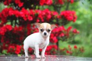 十大便宜好养的小型犬(十大便宜好养的小型犬图片)