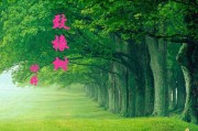 致橡树写作背景(致橡树的主要内容和写作背景)