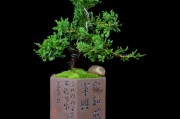 松柏树的象征意义(松柏树的象征意义作文150字)