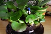 水生植物有哪些
:有没有可以种在池塘净化水质的小型水生植物可以推荐？