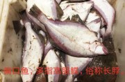 多宝鱼多少钱一斤
:偏口鱼为什么比多宝鱼便宜？