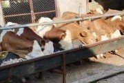 肉牛繁殖(肉牛繁殖周期是多久)