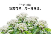 石楠花花语
:为什么有许多学校要种植石楠花？