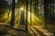 拂晓是什么意思
:凌晨，拂晓，黎明，清晨分别是几点？