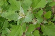 救荒本草是
:灰菜是藜么？