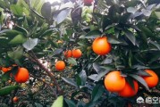 橘子的品种
:农村种植什么品种的橘子比较好？