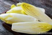 菊苣是什么
:菊苣是什么？有人说菊苣根可以降尿酸、缓解痛风，靠谱吗？