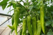 蘑菇是微生物吗
:蘑菇大棚可以栽辣椒吗，怎么种植好？