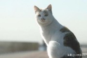 老鼠怎么消灭
:家里有老鼠怎么消灭？老鼠怎么赶走？