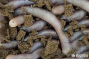 牛欢喜是什么
:广东有什么重口味食物？