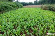 药材种植利润
:农村小伙种植2000亩中药材，每亩利润6000元，为何还说赚少了？