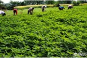 农业种植项目
:中药材种植是农业项目吗？