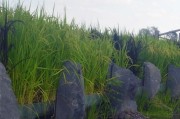 卖大米
:如何在网上卖大米？