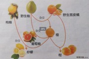 桔子的种类
:桔子、橘子、橙子、柚子有什么区别？