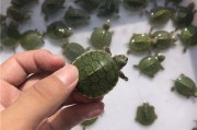 小巴西龟吃什么食物(小巴西龟吃什么食物好养活)