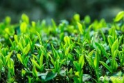 茶叶品牌推广
:精准扶贫如何推广茶叶品牌？
