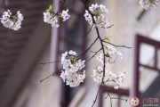 樱花文案(校园樱花文案)
