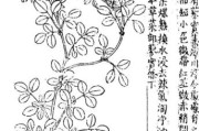救荒本草是哪个朝代的
:《救荒本草》是一部怎样的著作，你如何评价？