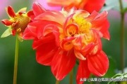 酷怎么读
:“放弃不难，坚持一定很酷”。请问：怎样理解这个“酷”字？