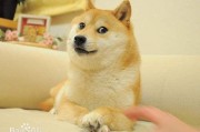 宠物博主
:网红宠物有哪些？
