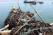 昆布是什么
:海带和昆布有什么区别？