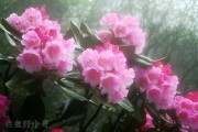 雾里看花是什么意思(海市蜃楼雾里看花是什么意思)