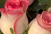 玫瑰花文案(玫瑰花文案图片)