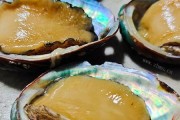 鲍鱼是什么意思(鲍鱼是什么意思网络语)