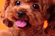 适合家养的小型犬
:哪款小型犬比较好养？