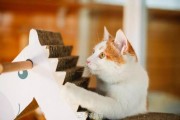 关于猫的文案(关于猫的文案简短)