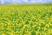 种植什么最赚钱
:现在农民种植什么最赚钱？