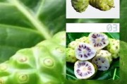 诺丽果的十大功效
:诺丽果的功效是什么？