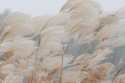 蒹葭怎么念(蒹葭什么)