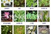 水生植物有哪些(湖泊中生长的水生植物有哪些)
