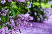 丁香花是什么颜色
:美丽的丁香花你拍过吗？可以分享一下图片吗？