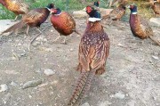 特种养殖项目
:农村特种养殖需要注意哪些问题？搞特种养殖是否可行？