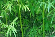 竹子的拼音怎么写
:竹子代表什么？